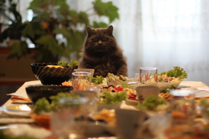 Чи є безпечним годування кота «зі столу» фото