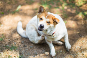 Дерматит у собак: причини, симптоми, діагностика та лікування фото