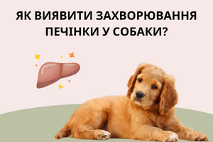 Як виявити захворювання печінки у собаки та запобігти їх фото