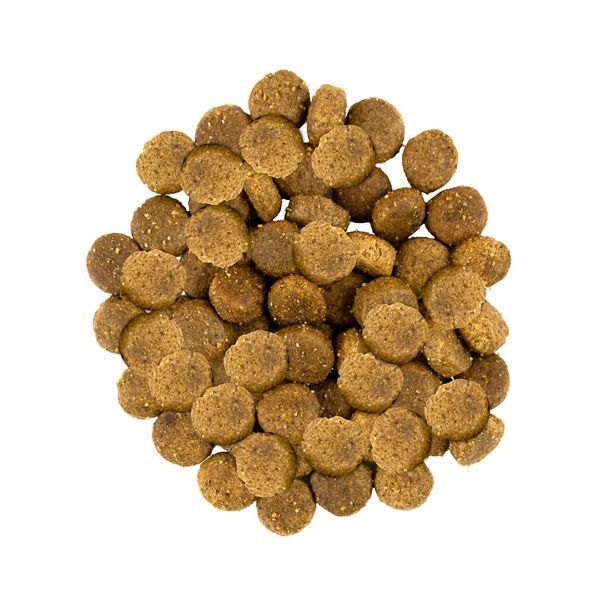 Сухий корм для собак середніх порід Savory Medium Breed rich in Fresh Turkey & Lamb індичка та ягня 12 кг 30273 фото